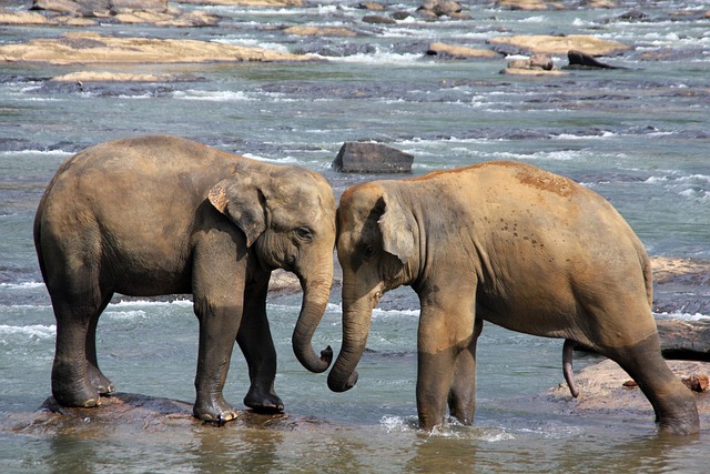 Sri Lanka Wildlife